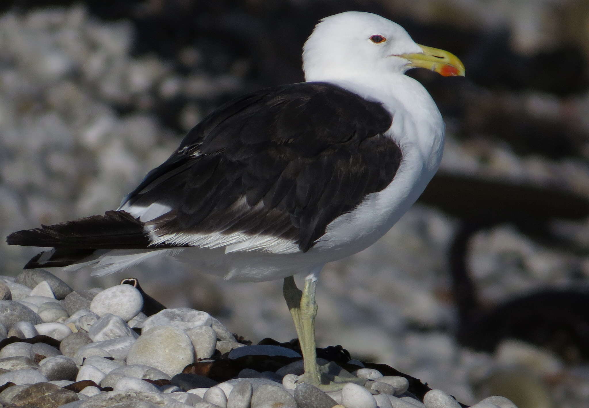 Larus dominicanus vetula Bruch 1855的圖片