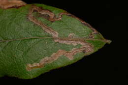 Sivun Stigmella corylifoliella (Clemens 1861) Wilkinson et al. 1979 kuva