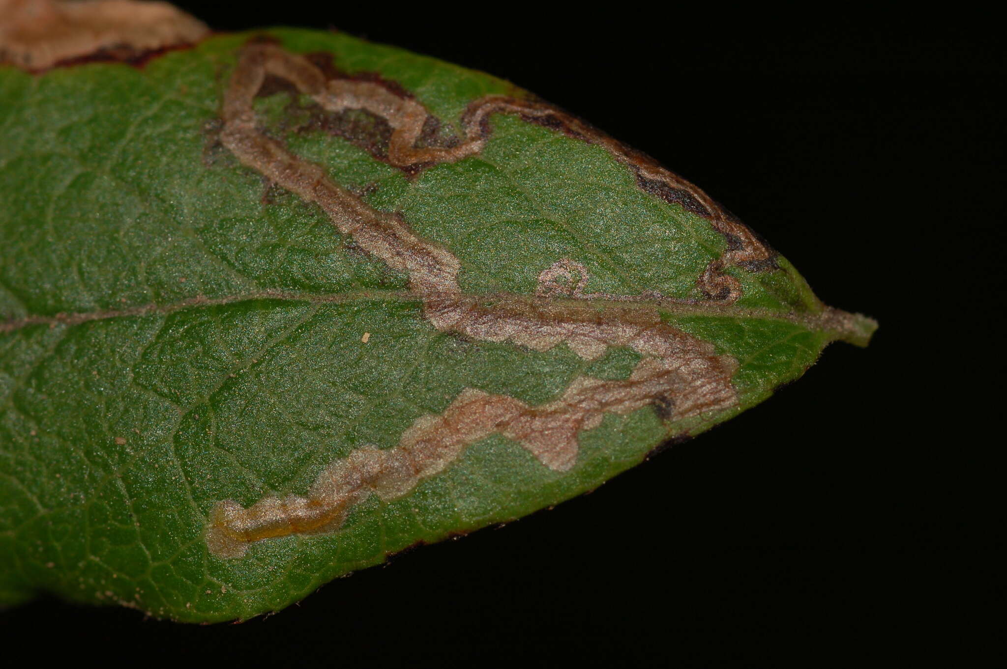 Image de Stigmella corylifoliella (Clemens 1861) Wilkinson et al. 1979