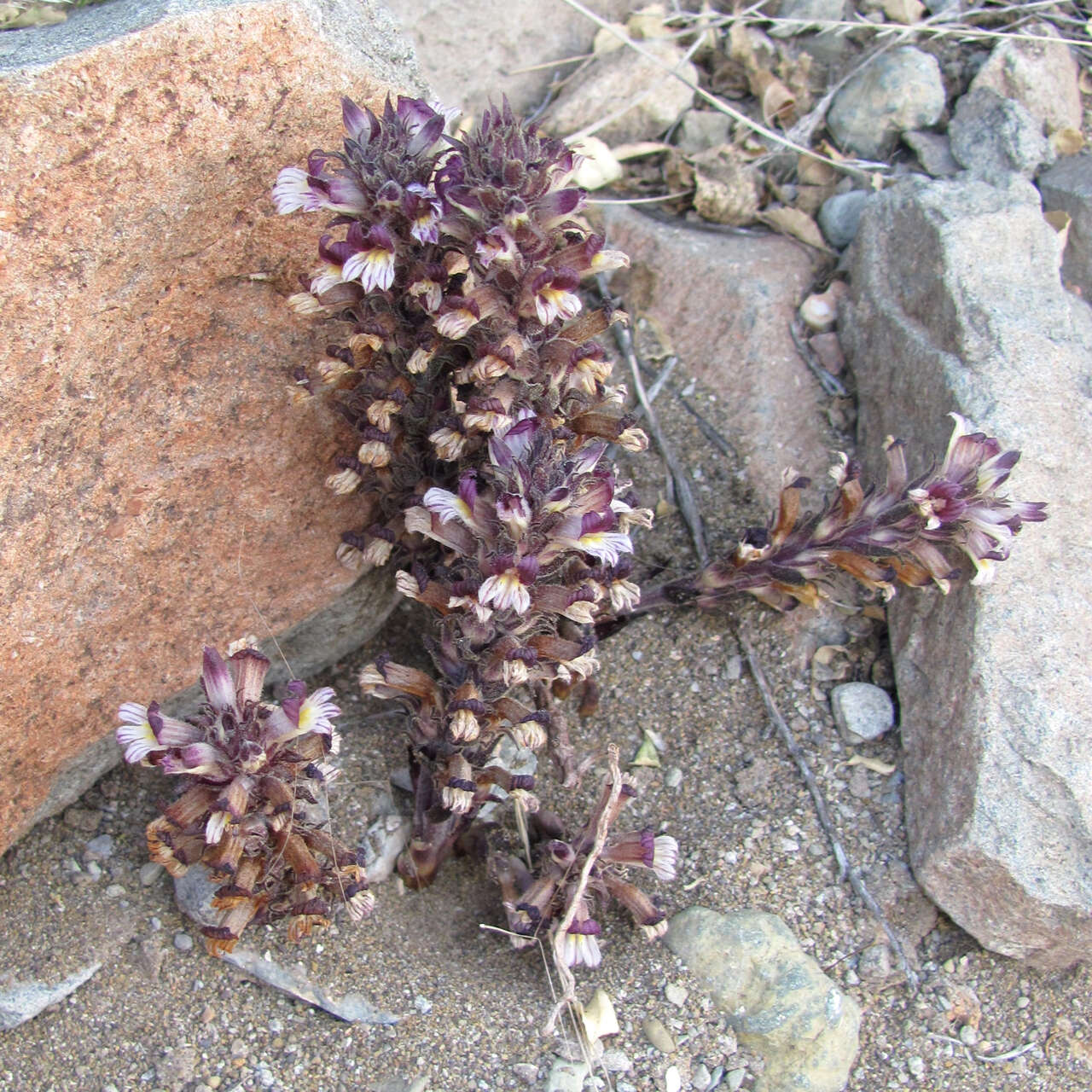 Image of Aphyllon cooperi subsp. palmeri (Munz) A. C. Schneid.