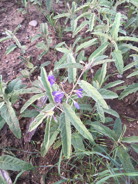 Image de Solanum elaeagnifolium Cav.