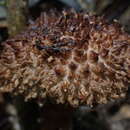 Image of Strobilomyces polypyramis