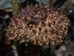 Image of Strobilomyces polypyramis