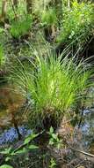 Image of Tufted Sedge