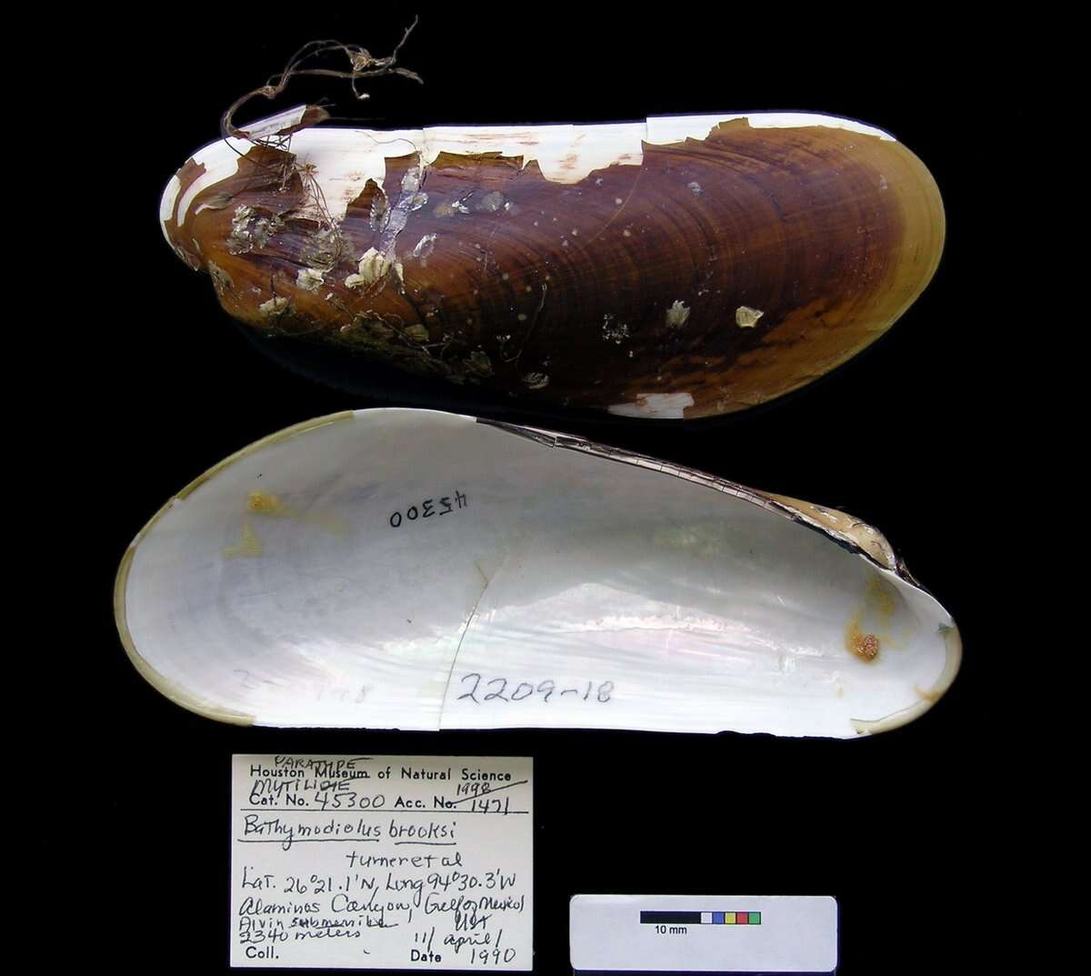 Image of Bathymodiolus brooksi Gustafson, R. D. Turner, Lutz & Vrijenhoek 1998