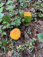 Image of Aureoboletus auriflammeus (Berk. & M. A. Curtis) G. Wu & Zhu L. Yang 2016