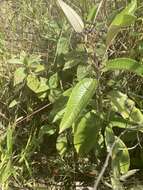 Image of Miconia stenostachya (Schrank & C. Martius) DC.