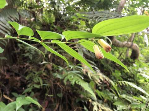 Image of Disporum kawakamii Hayata