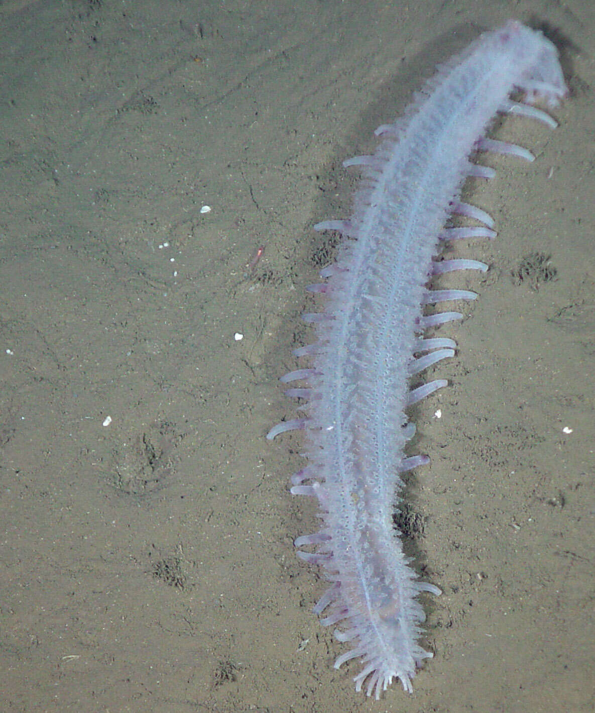 Image of Moseley's sea cucumber