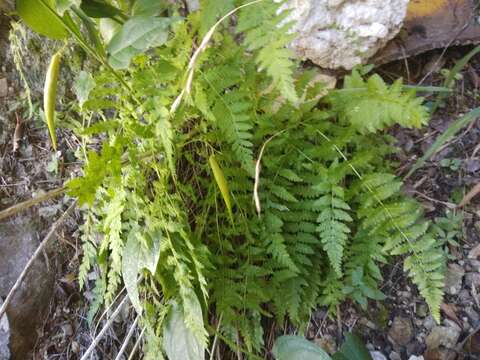 Sivun Woodsia fragilis (Trev.) Moore kuva