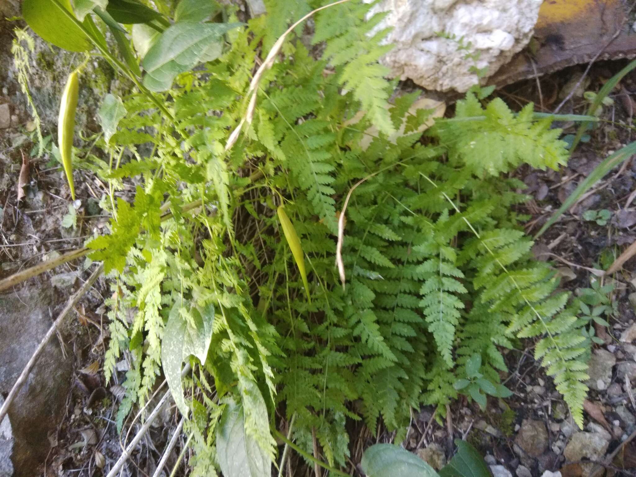 Image of Woodsia fragilis (Trev.) Moore