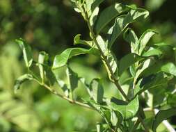 Image of Vangueria randii subsp. chartacea (Robyns) Verdc.