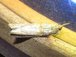 Image of Moth