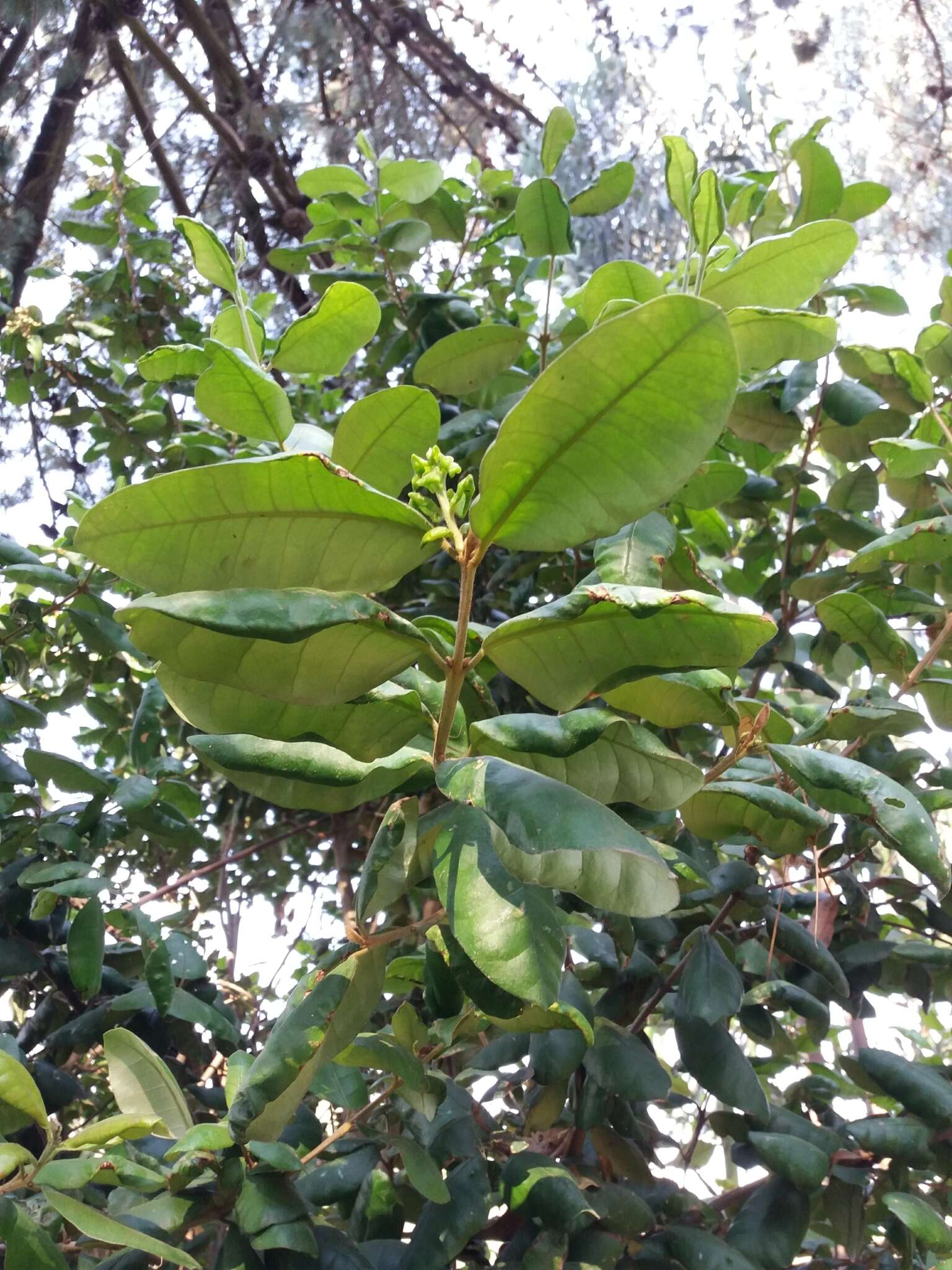 Imagem de Myrceugenia exsucca (A. P. de Candolle) Berg