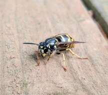 Image of Alaska Yellowjacket