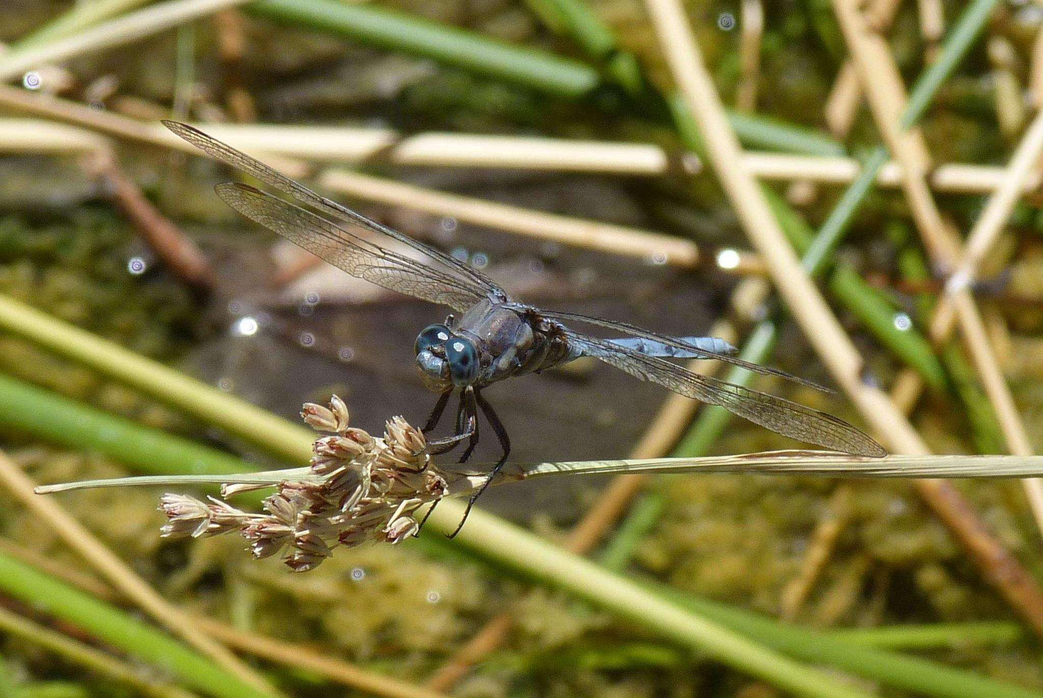 Image of Two-striped Skimmer