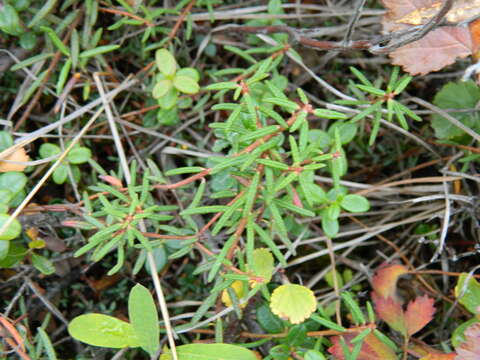 Imagem de Rhododendron tomentosum subsp. decumbens (Aiton) Elven & D. F. Murray