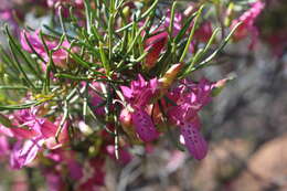 Imagem de Eremophila alternifolia R. Br.