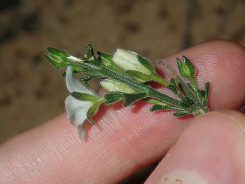 صورة Cyanothamnus coerulescens subsp. spinescens (Benth.) Duretto & Heslewood