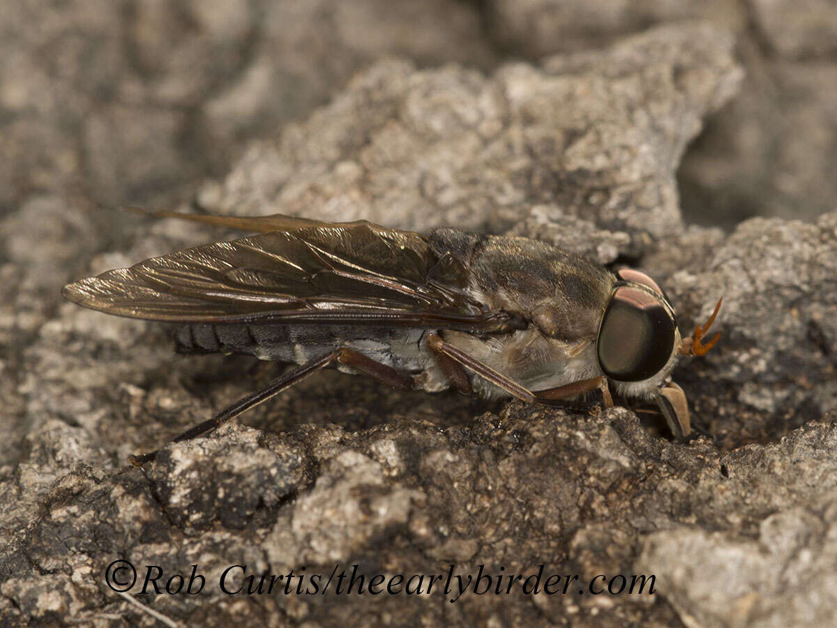 Image of Tabanus calens Linnaeus 1758