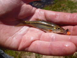 Image of Clanwilliam Redfin