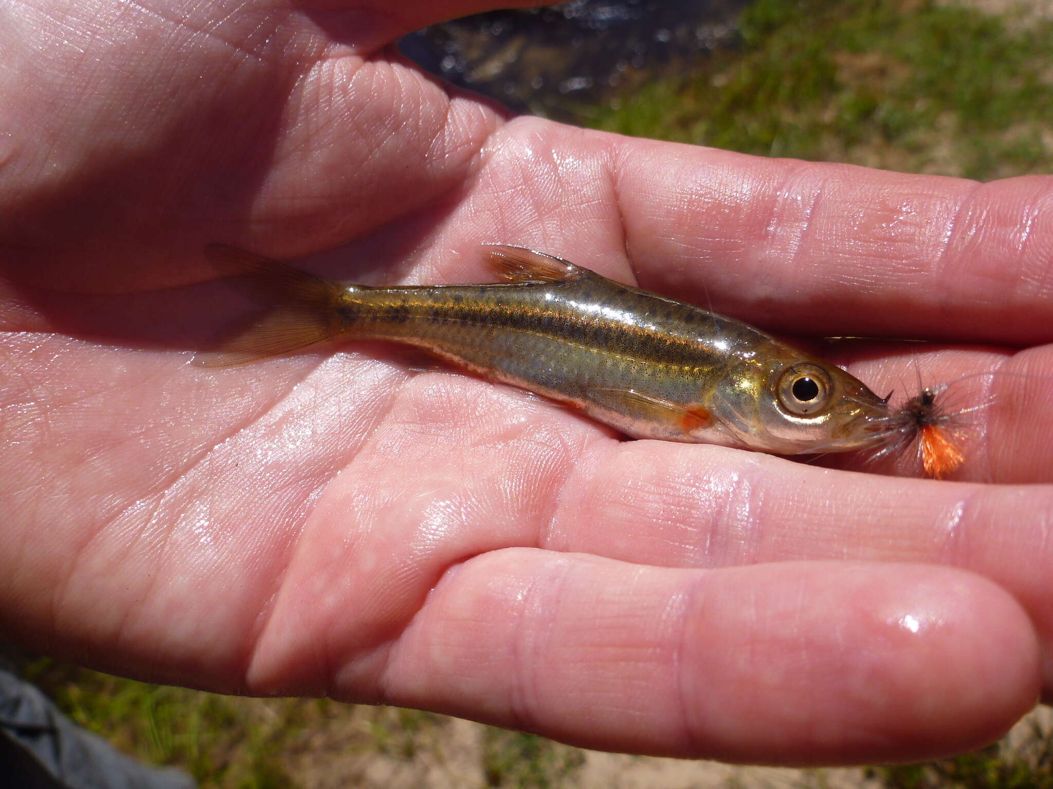 Image of Clanwilliam Redfin