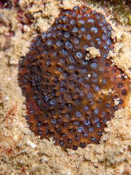 Image of thorn coral