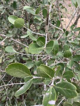 Image de Elaeodendron schlechterianum (Loes.) Loes.