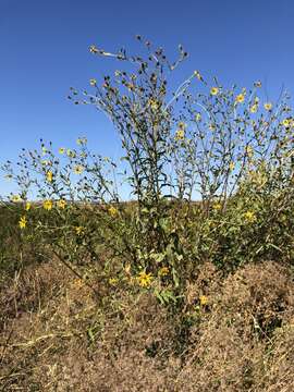 Image of California sunflower