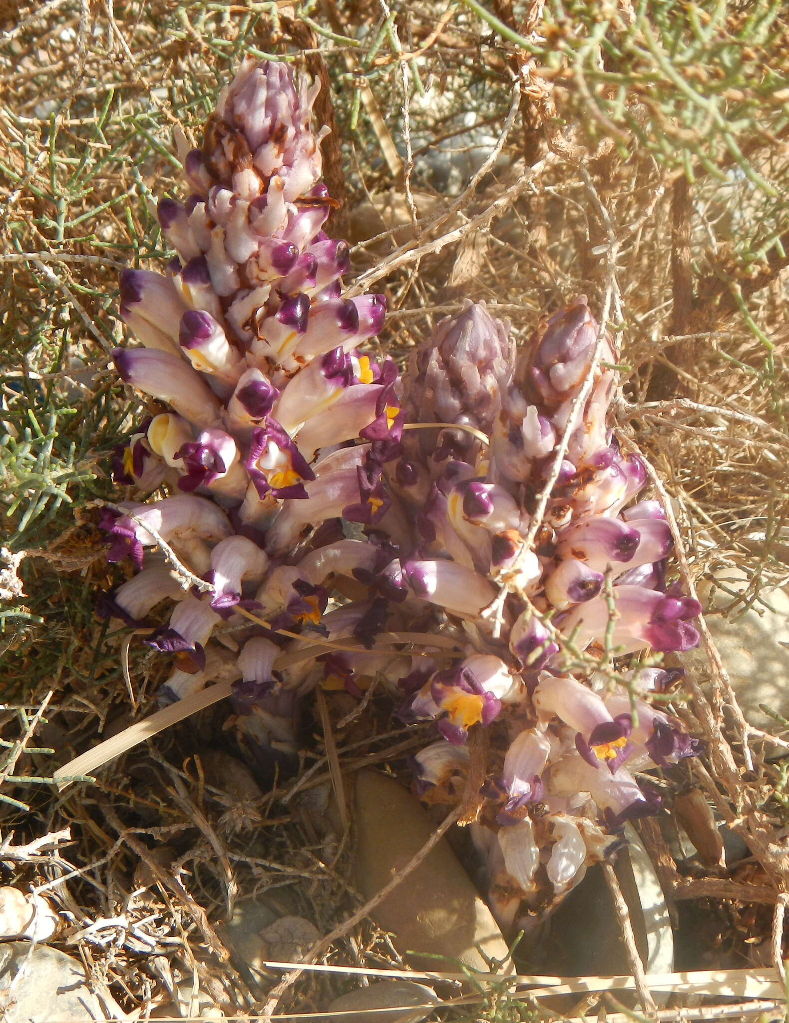 Image of Cistanche violacea (Desf.) G. Beck