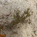Sivun Wahlenbergia adpressa (L. fil.) Sond. kuva