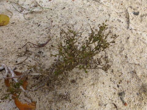 Wahlenbergia adpressa (L. fil.) Sond. resmi