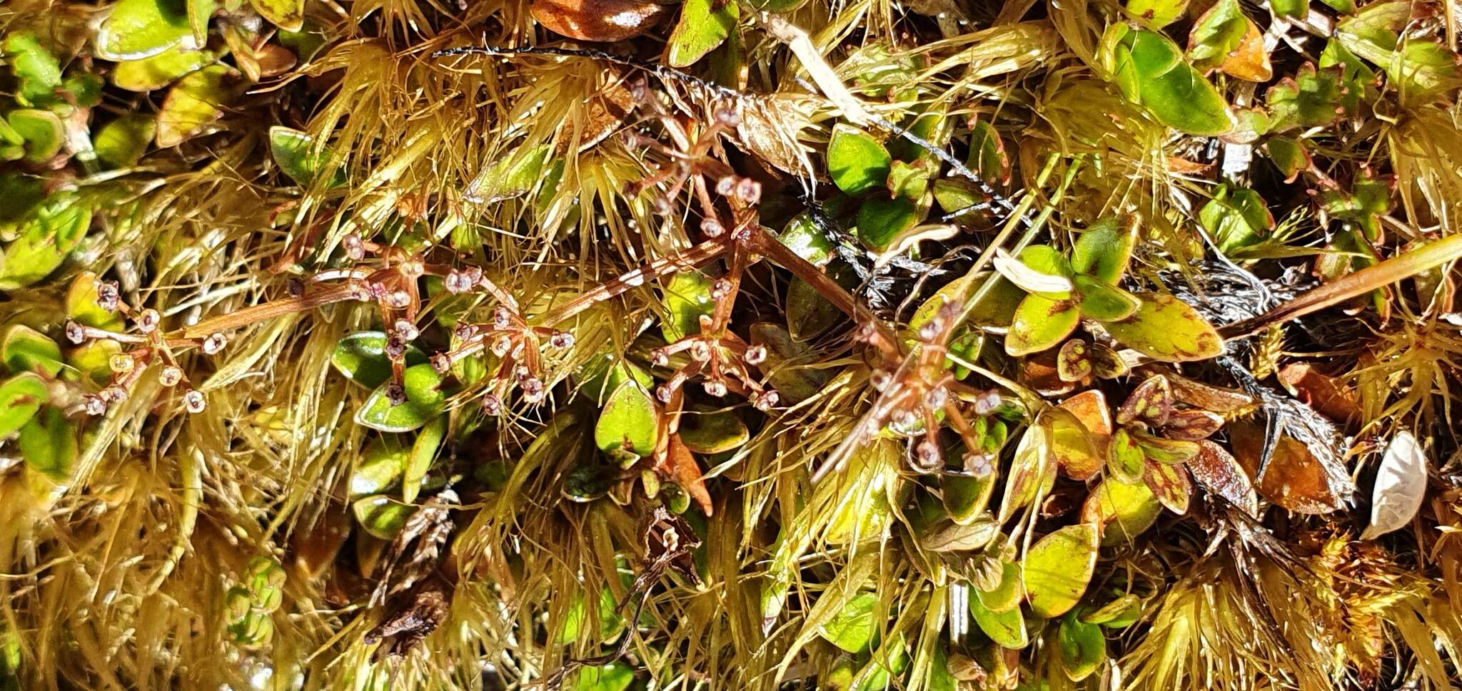 Image of Coprosma perpusilla subsp. perpusilla