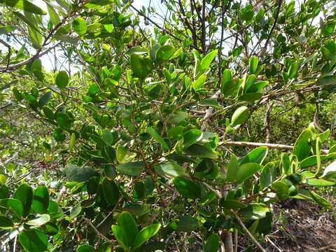 Image of Jasminum simplicifolium subsp. leratii