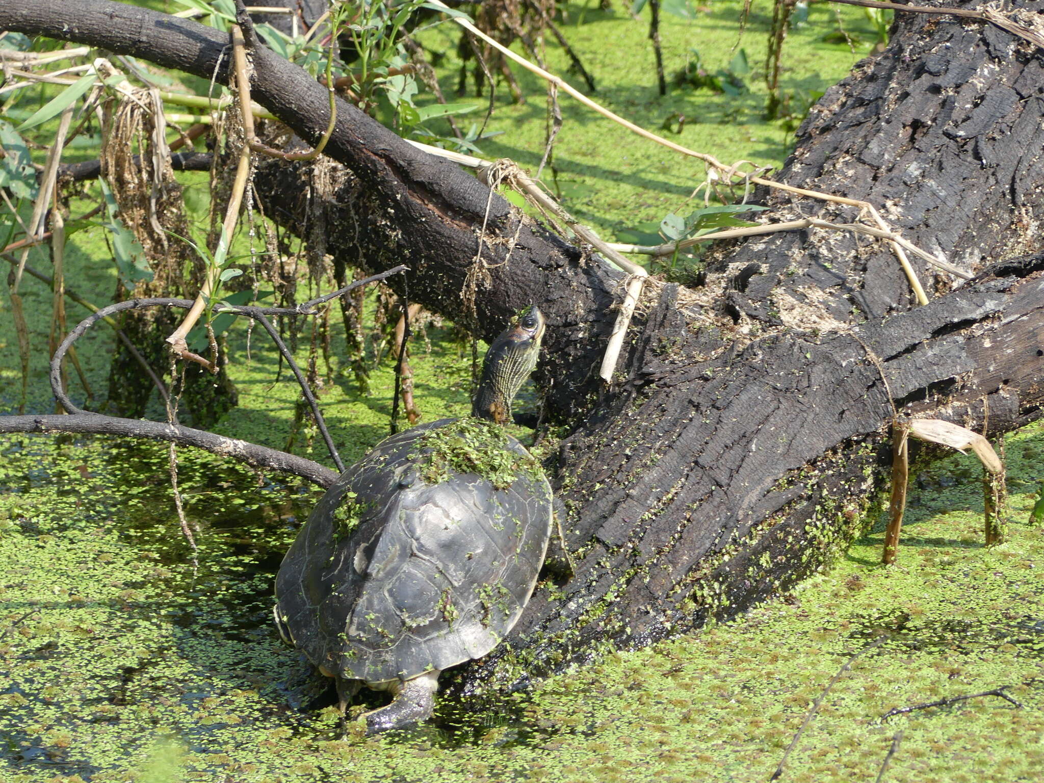 Image of Indian Roofed Turtle