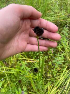 Juncus ensifolius Wikström resmi