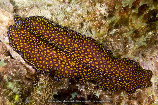 Image of Pseudobiceros pardalis (Verrill 1900)