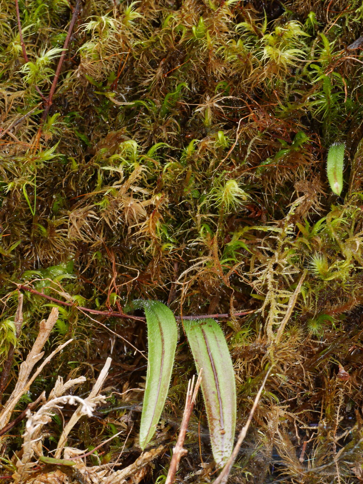 Image of Aporostylis bifolia (Hook. fil.) Rupp & Hatch