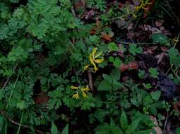 Image of smallflower fumewort