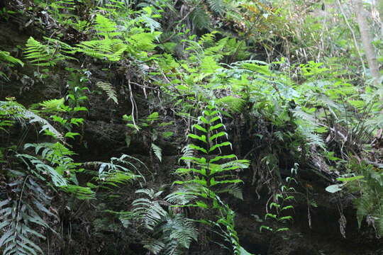 Image of Pteris formosana Bak.