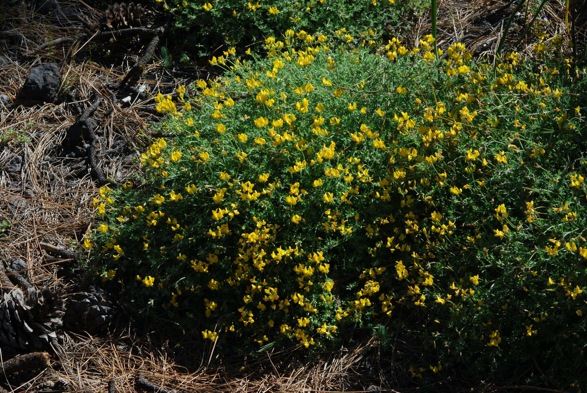 Image de Lotus campylocladus subsp. campylocladus