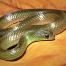 Image of Maryellen's Ground Snake