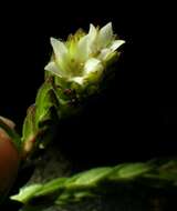 Image of Agathosma rosmarinifolia (Bartl.) I. Williams