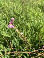 Image of Moroccan toadflax