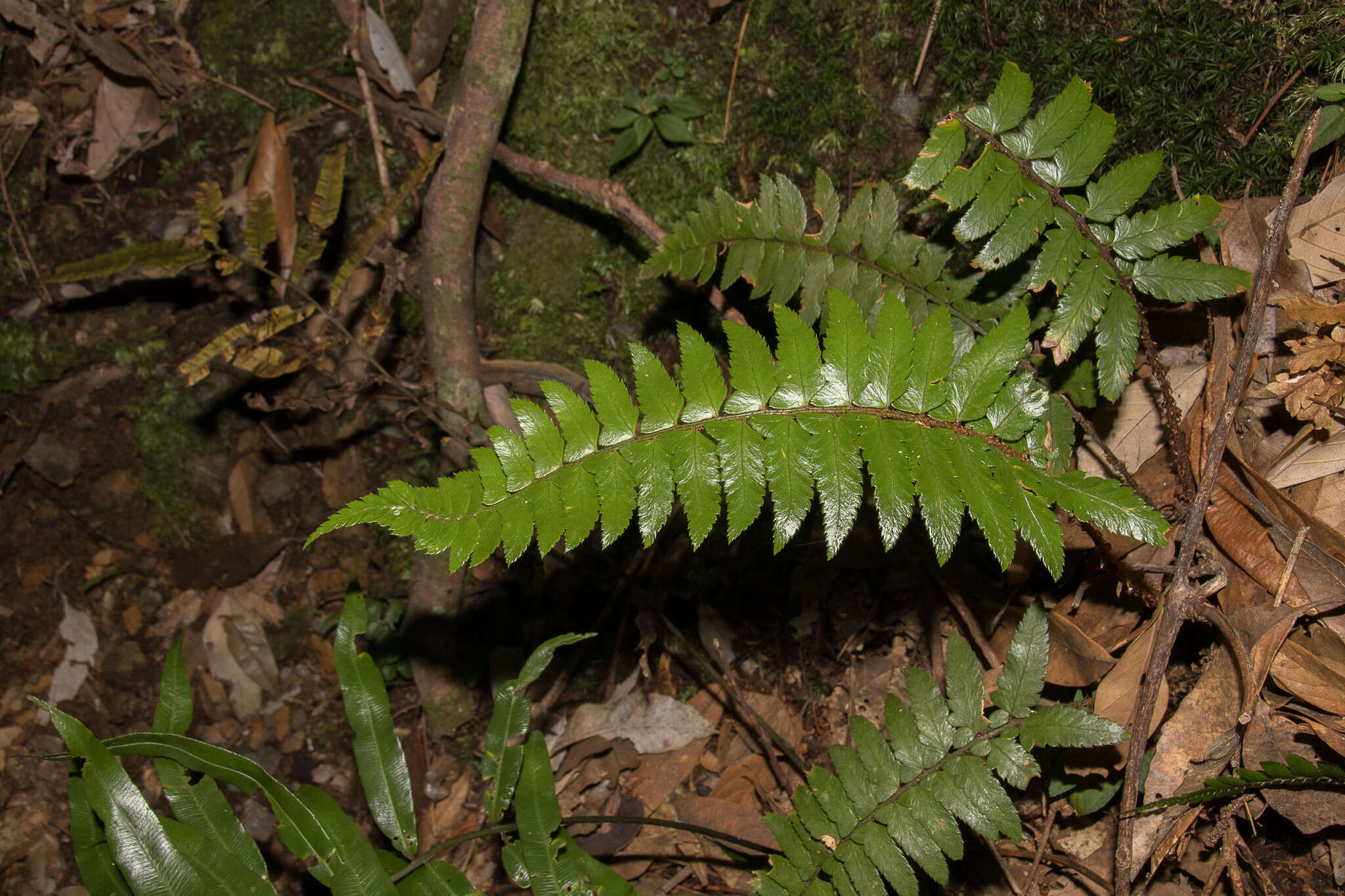 Image de Polystichum prionolepis Hayata