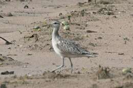 Image of Little Curlew