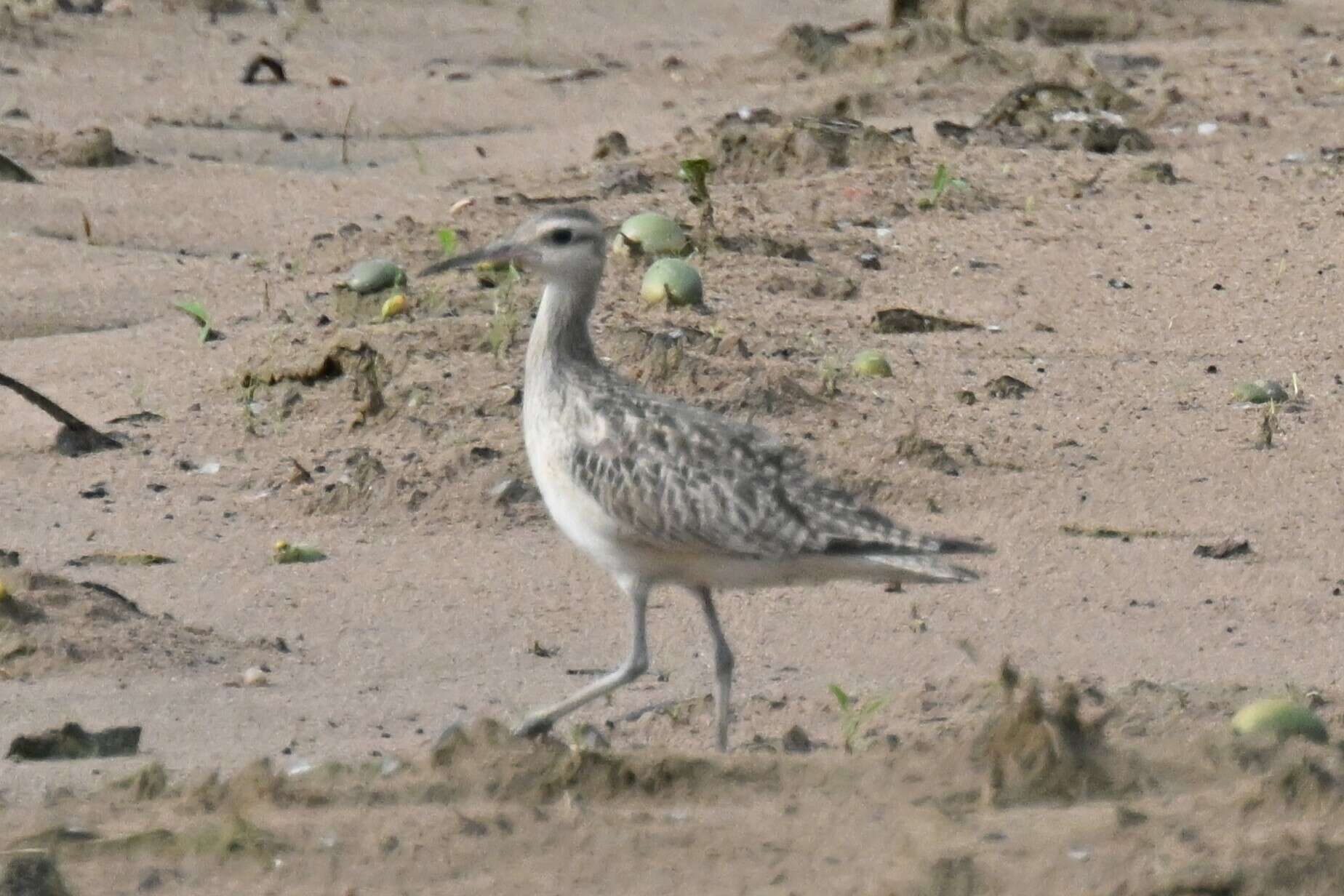 Image of Little Curlew