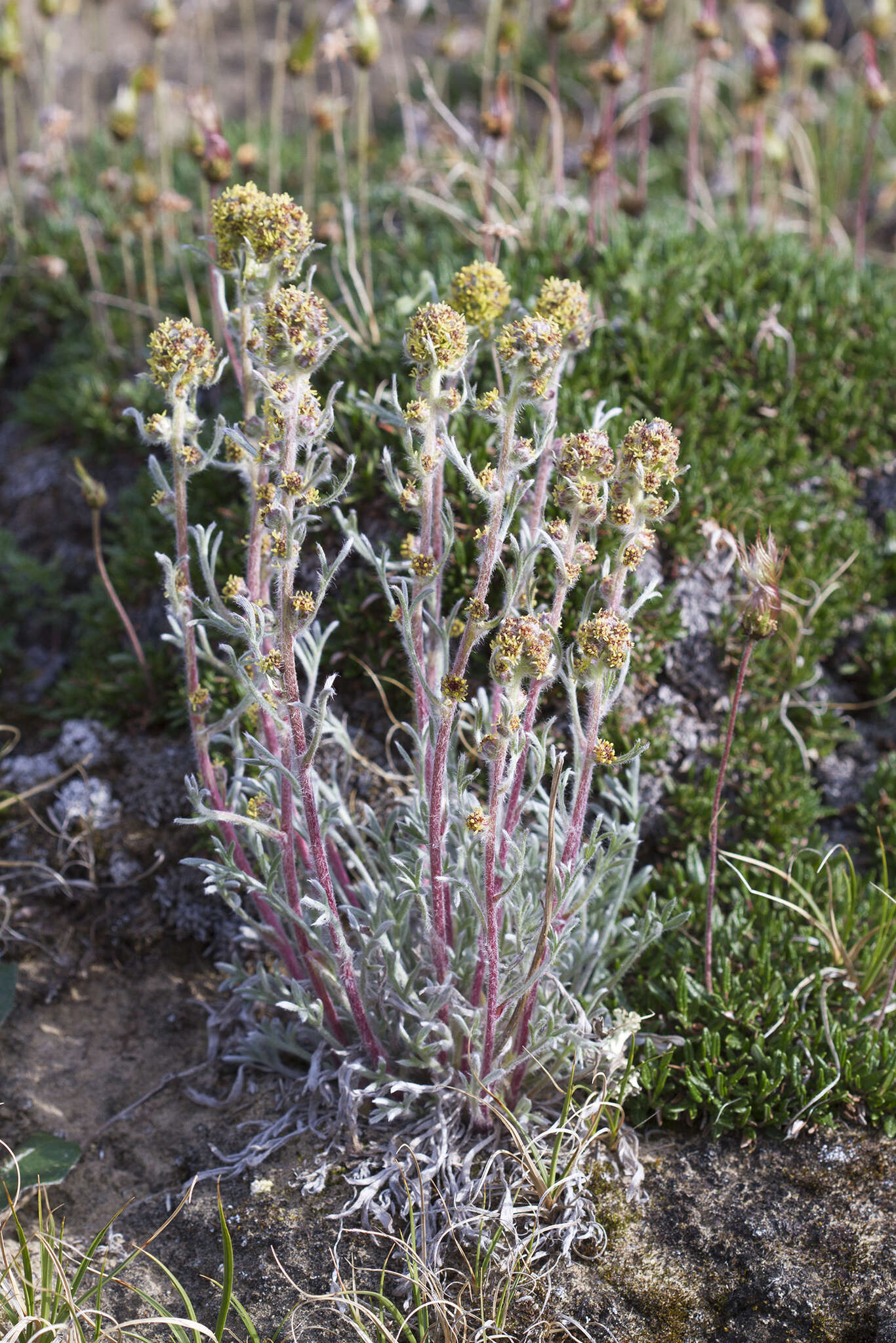 Image of Artemisia campestris subsp. richardsoniana (Bess.)