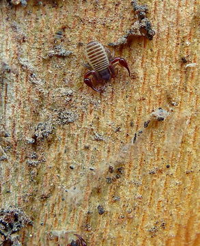 Image of House pseudoscorpion