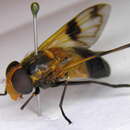Image of Volucella tabanoides Motschulsky 1859